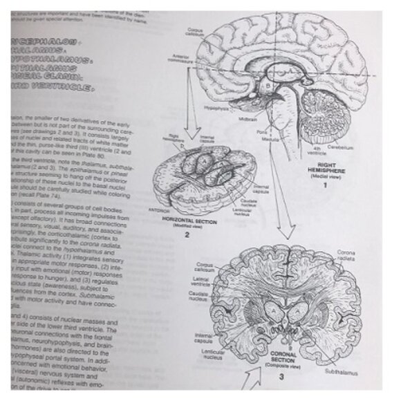 The Anatomy Coloring Book:  Wynn Kapit, Lawrence M. Elson - Picture 6 of 9